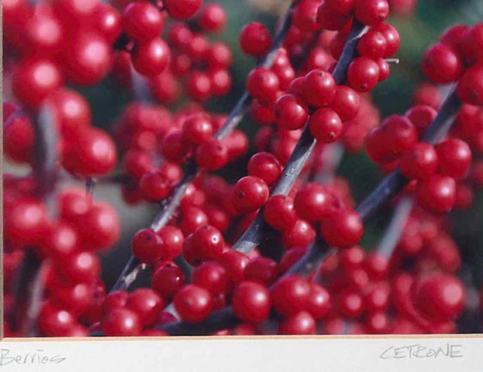 'Winter Berries' Kim Cetrine Photograph Framed In Black Frame