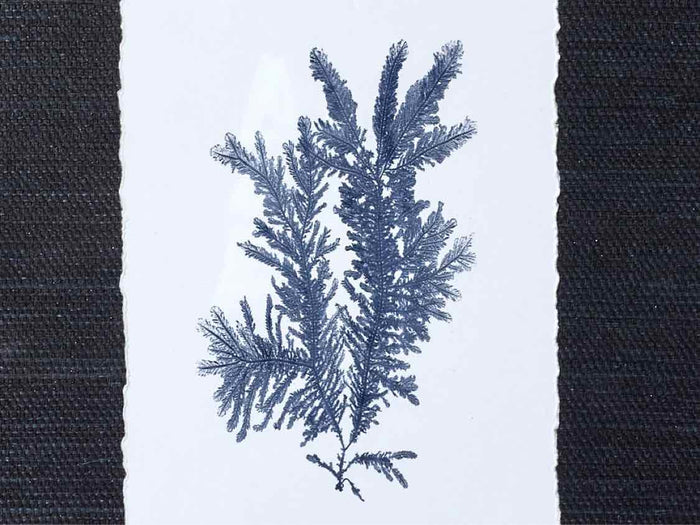 Coral Art Print On Grasscloth Driftwood Finish Frame IIr
