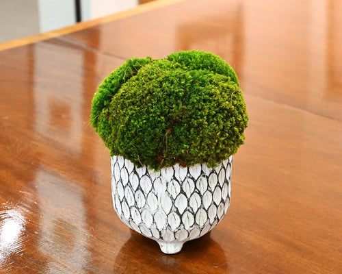 Medium Mood Moss in Ceramic Vase