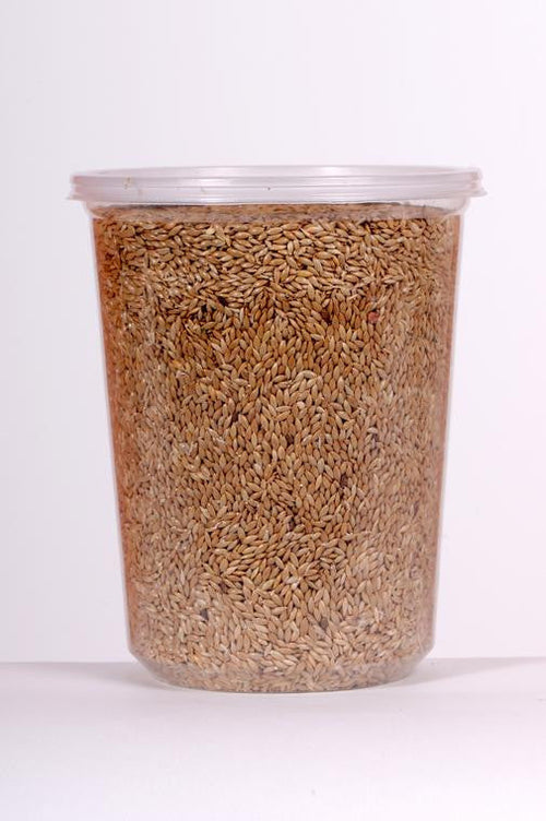 Plain Canary Seed Grass (Alpiste)