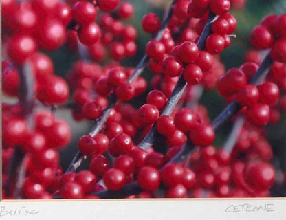 'Winter Berries'  Kim Cetrine Photograph Framed In Black Frame